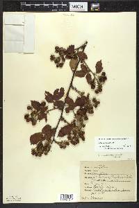 Rubus frondosus image