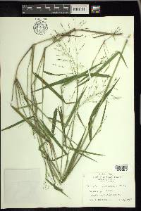 Kellochloa verrucosa image