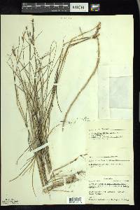 Spartina patens image