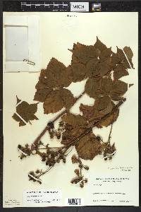 Rubus frondosus image