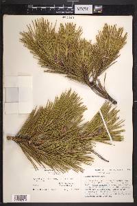 Pinus pungens image