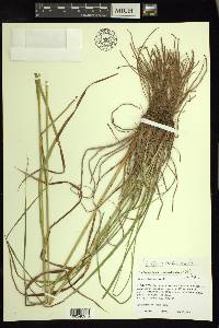 Scirpus atrocinctus image