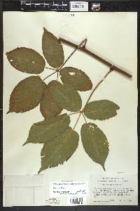 Rubus canadensis image