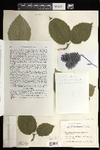 Betula alleghaniensis image