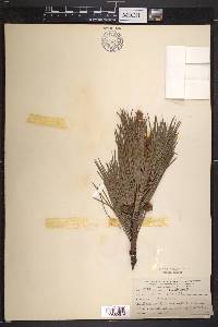 Pinus rigida image