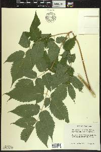 Aruncus dioicus image