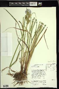 Carex retrorsa image