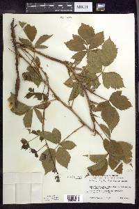 Rubus setosus image