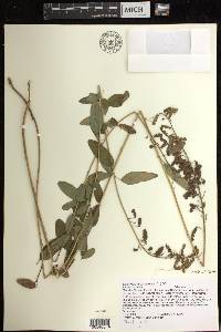 Desmodium canadense image