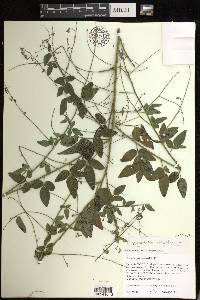 Desmodium perplexum image