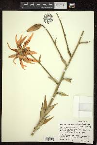 Lilium lancifolium image