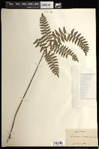 Adiantum intermedium image