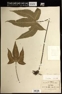 Bommeria elegans image