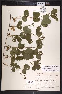 Rubus fulleri image