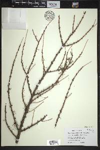 Larix laricina image