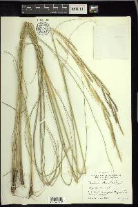 Spartina alterniflora image