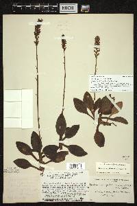 Goodyera pubescens image