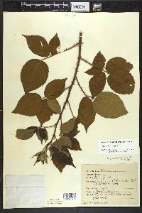 Rubus frondosus image