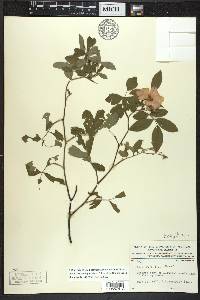 Rosa palustris image