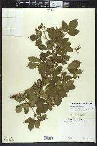 Rubus semisetosus image