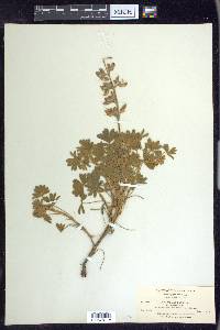 Lupinus albifrons image
