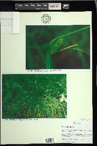 Carex baileyi image