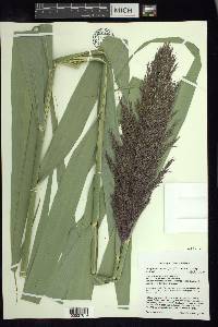 Phragmites australis subsp. australis image