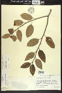 Ilex mucronata image