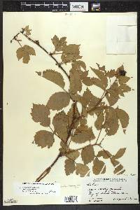 Rubus frondosus image