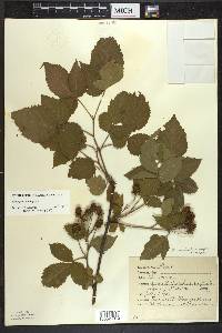 Rubus frondosus image