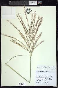 Miscanthus sacchariflorus image