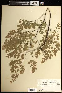 Adiantum tenerum image