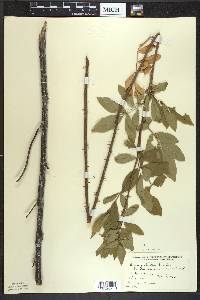 Rosa palustris image