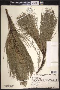 Pinus pseudostrobus image