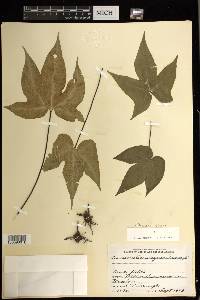 Bommeria elegans image
