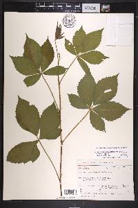 Rubus groutianus image