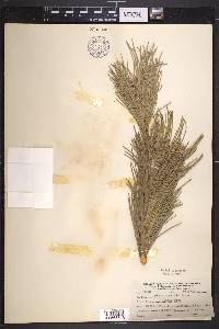 Pinus flexilis image