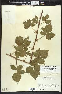 Rubus flagellaris image