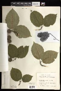 Betula alleghaniensis image