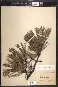 Pinus rigida image