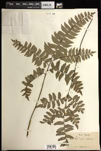 Adiantum intermedium image