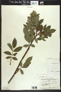 Rosa palustris image