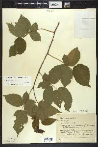 Rubus frondosus image