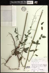 Desmodium perplexum image