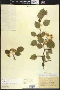 Crataegus schuettei image