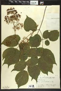 Aralia racemosa image