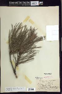 Pinus echinata image