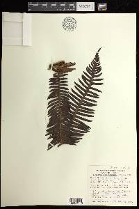 Sadleria souleyetiana image