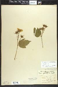 Rubus parviflorus image