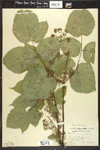 Aralia racemosa image